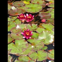 Nympheas - William Falconer (02)